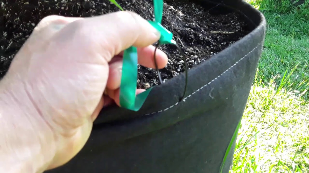 Outdoor Grow- 2020 Basic Training