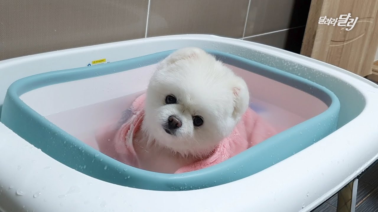 편안하게 즐기는 달리의 반신욕 타임 함께해요🛁