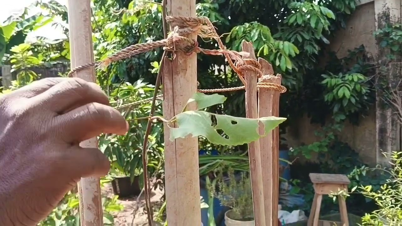 How To Train Passion Fruit Plants To The Top Of Support. How To Grow Passion Fruit Plants 