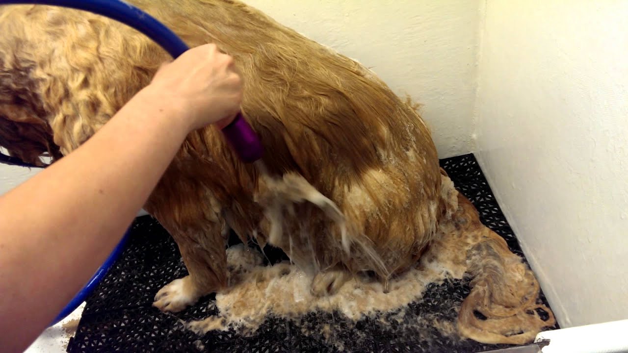Deshedding Morgan wth Sav ur Fur bathing system at ItzaClip