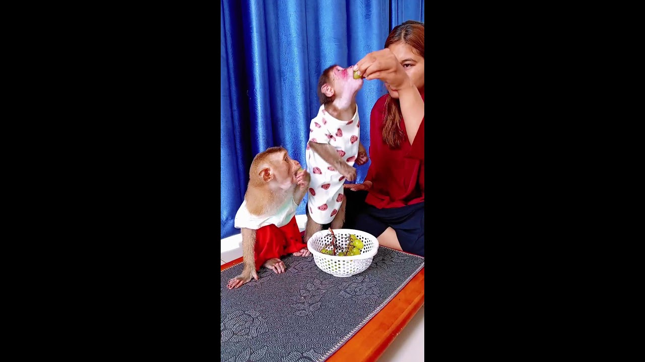 Monkey Baby Eating Fruit With Mom Yummy #monkey #viral #cute #livestream #funny