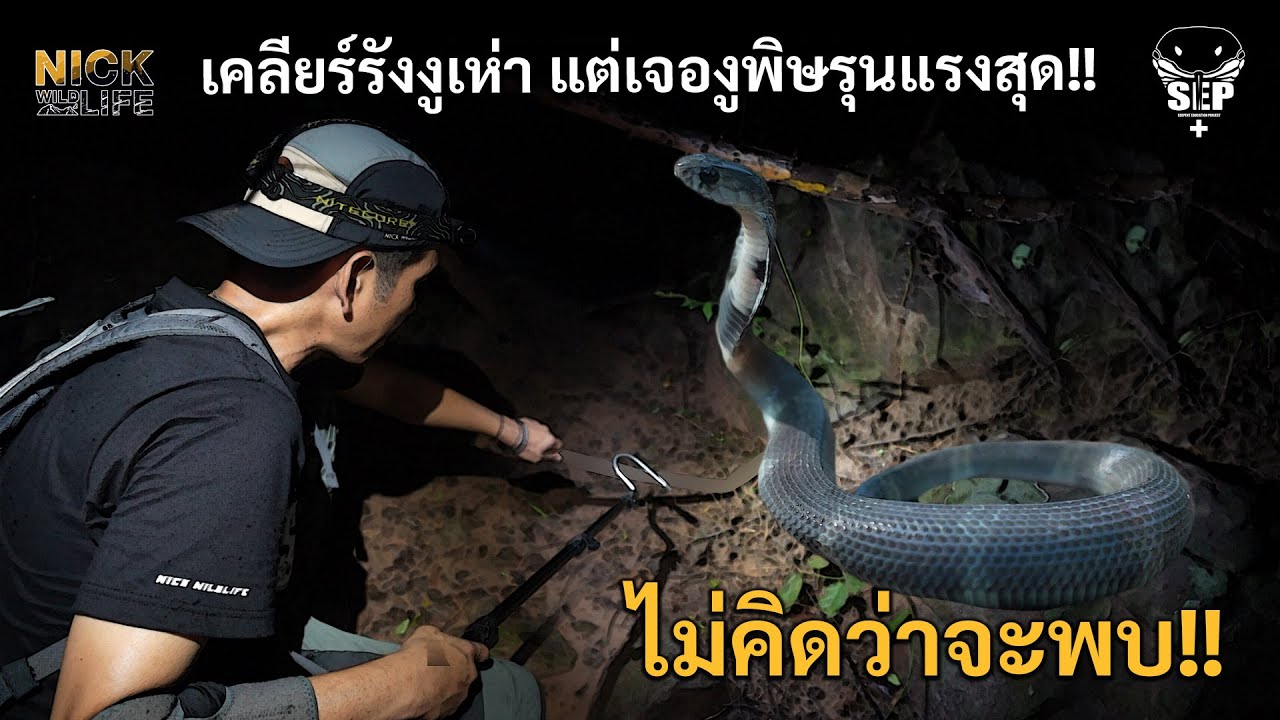 SEP.EP 34 Unexpected!! Cleared the cobra nest but found the most poisonous snake!!