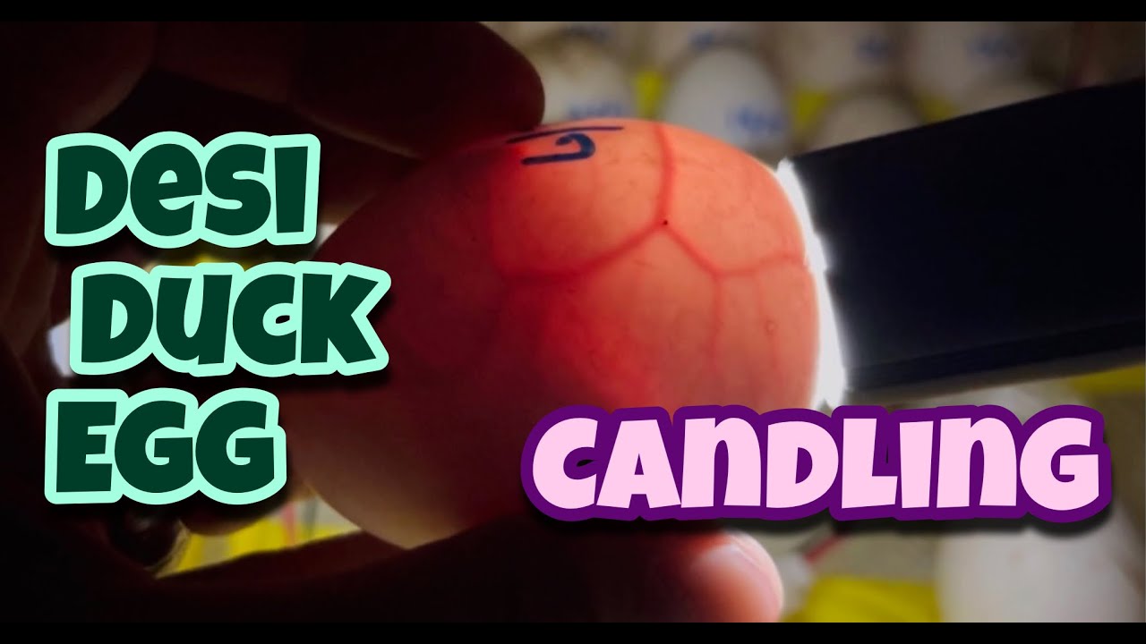 Desi Duck Egg Candling AUG 21 |  Fertile Egg | Egg Candling | Desi Duck | Village Farm | India