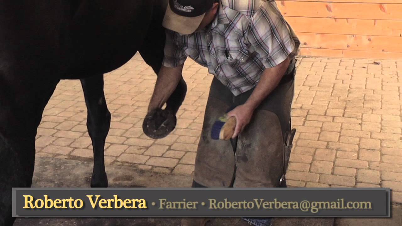 How to re-educate a resistant horse to pick up its feet part two
