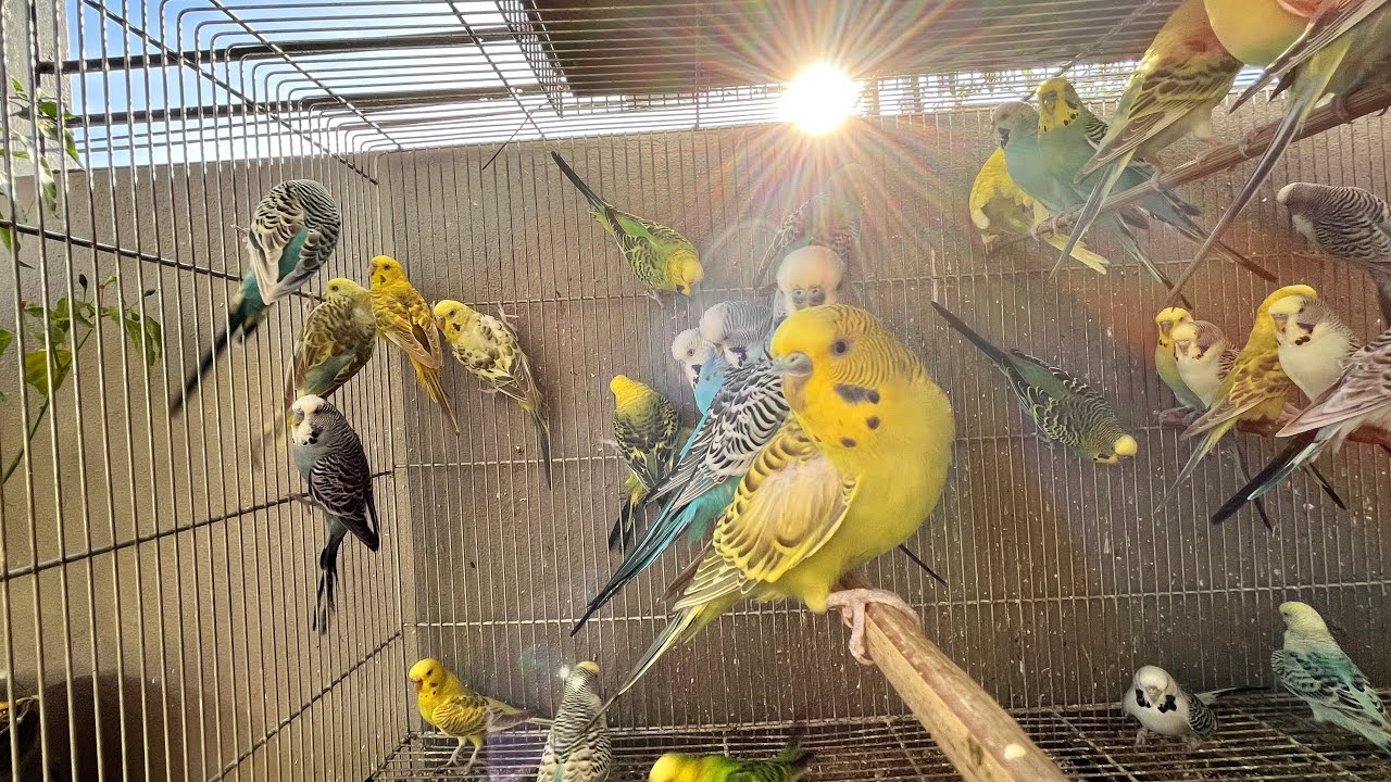parakeets asmr