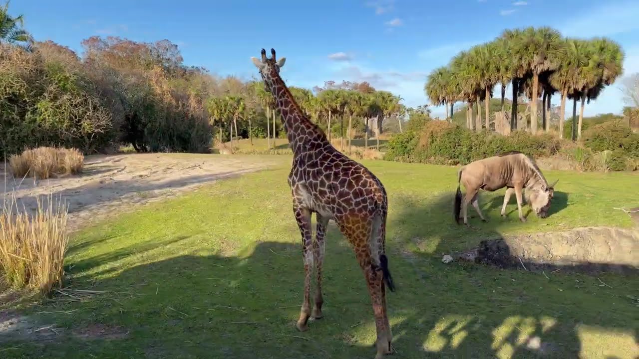 Disney Animal Kingdom theme park ￼a zoo an rides