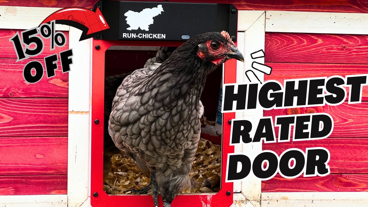 Автоматическая дверца для кур RUN CHICKEN T-50 | Лучшая дверца для кур