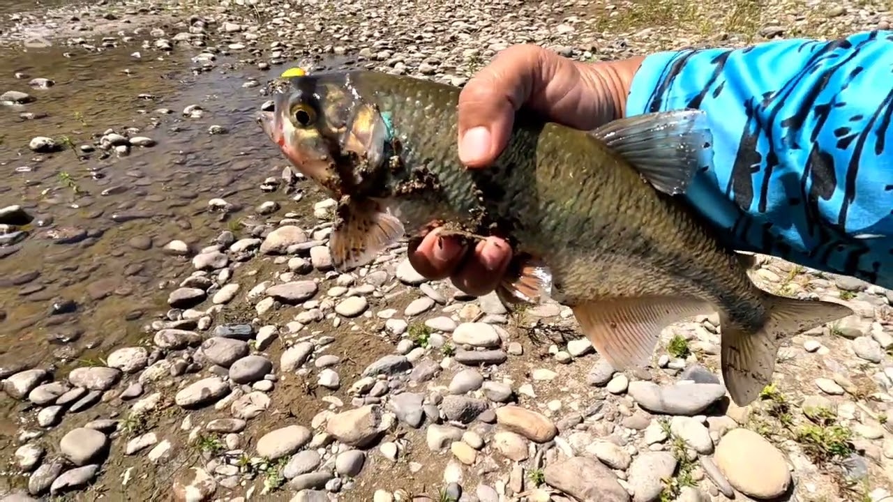 Una aventura de muchas capturas de machas en río lempa 