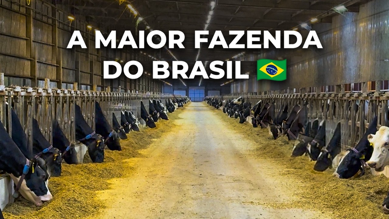 2.400 VACAS E 100 MIL LITROS/DIA: VENTILAÇÃO CRUZADA E GENÉTICA A2A2 | FAZENDA COLORADO 🇧🇷