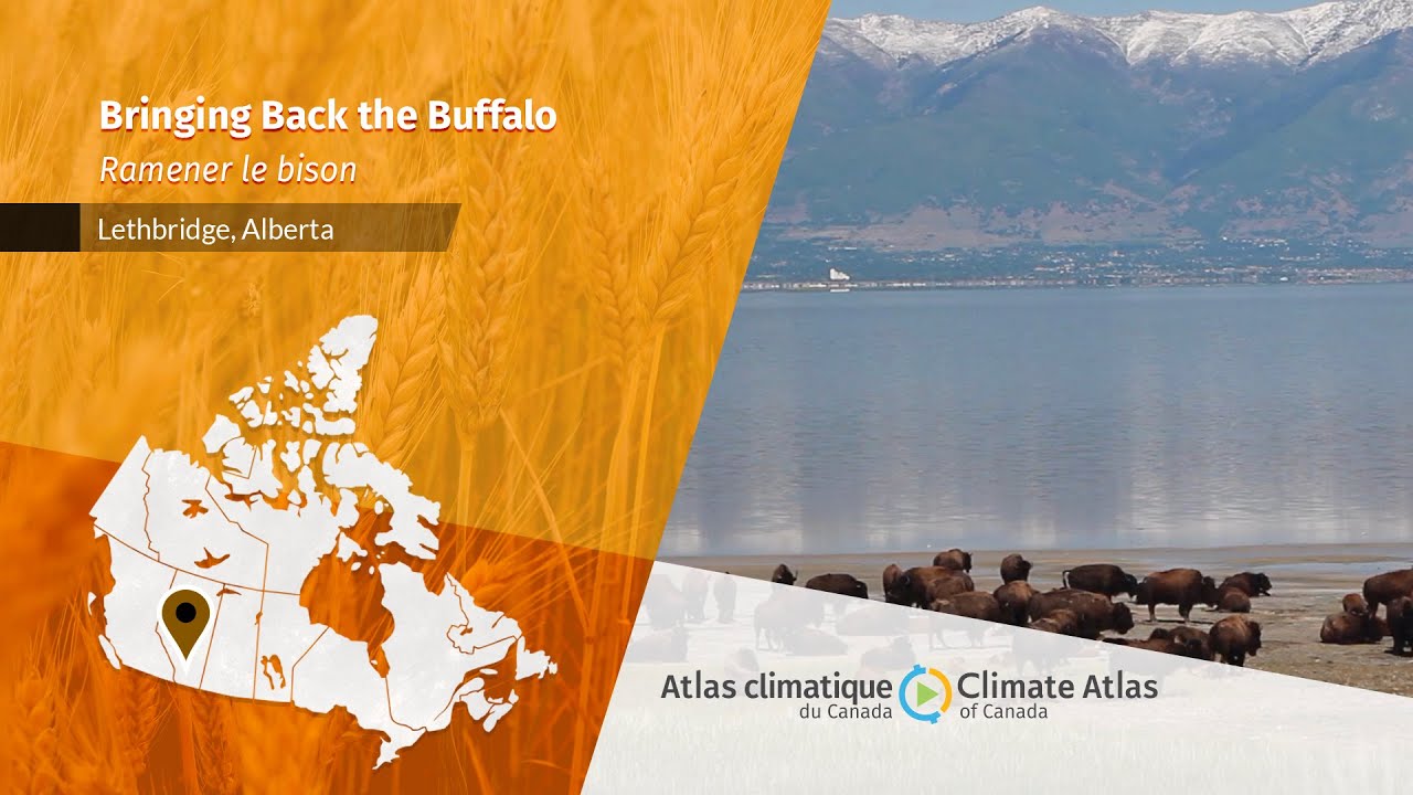 Bringing back the Buffalo