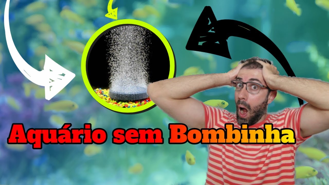 5 Peixes de aquário que não precisam de oxigênio