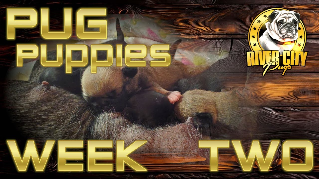 Pug Puppies - WEEK TWO- Update