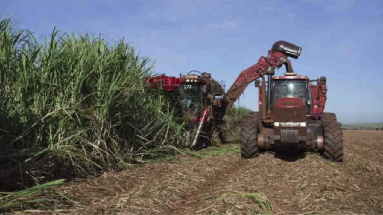 SÃO MARTINHO - TELECONFERÊNCIA DE RESULTADOS 4T25 (SMTO3)