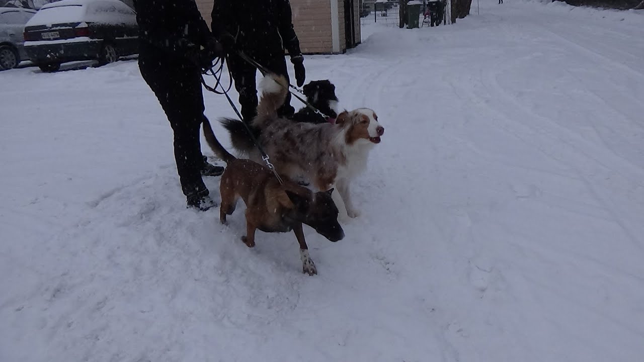 Malinois ja autralianpaimenkoirat ongelmakoirakouluttajalla, ohitus koulutusta, Koirakoulu Homeetta