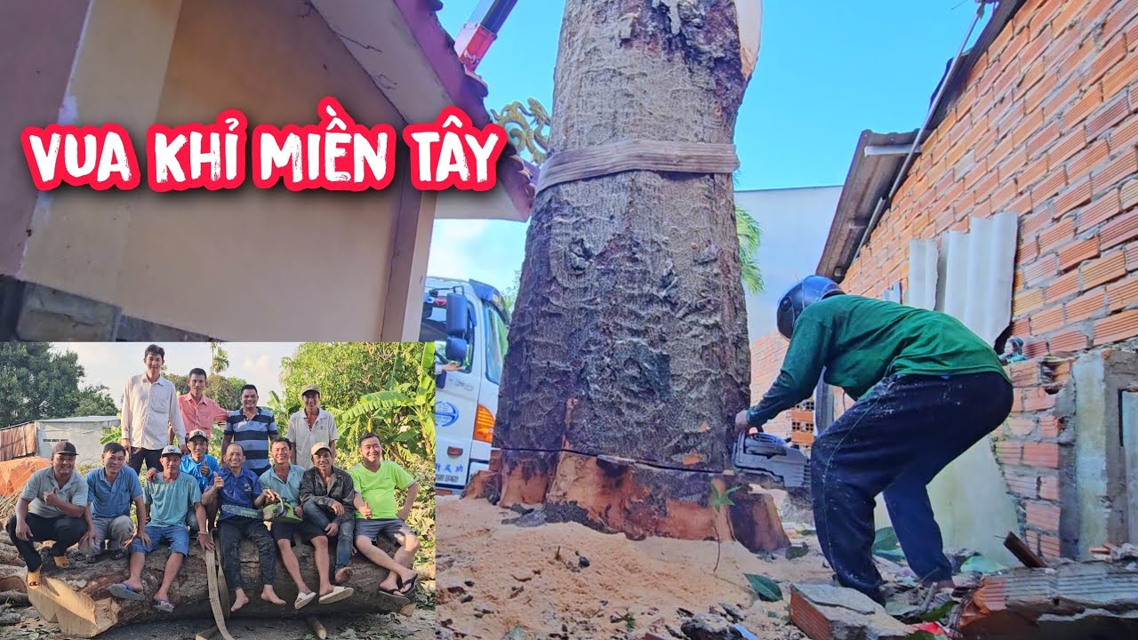 Rớt tim !!! Vua khỉ cắt nguyên đọt cây Mủ Trôm làm mấy chú bủn rủn chân tay (Phần 4/4).