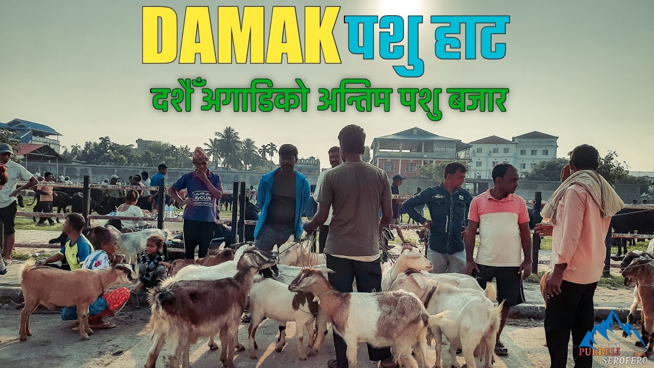 दशैं अगाडिको अन्तिम दमक पशु हाट बजार|Biggest Livestock Market In Eastern Nepal|DAMAK PASHUHAT JHAPA