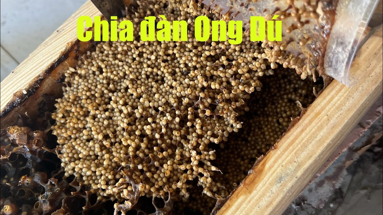 Cách chia đàn Ong Dú từ tổ chồi | Trại Ong Dú Anh Tư 