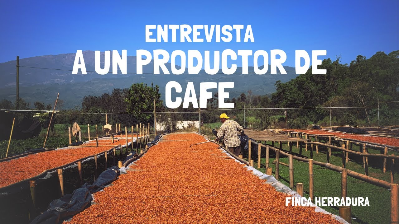 ENTREVISTA A UN PRODUCTOR | PROCESOS DE CAFE | FINCA HERRADURA