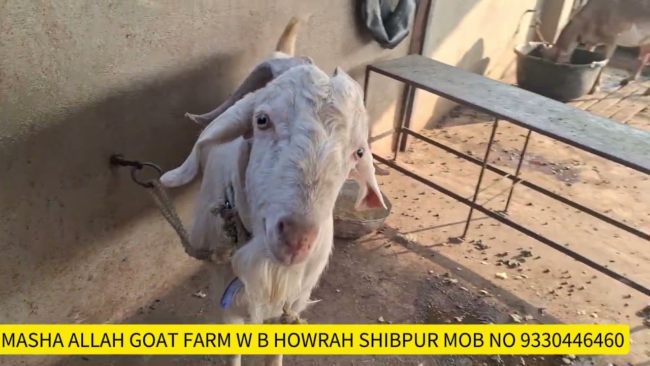 FOR SALE CONTACT MASHA ALLAH GOAT FARM W B HOWRAH SHIBPUR FIROZ BHAI MOB NO 9330446460