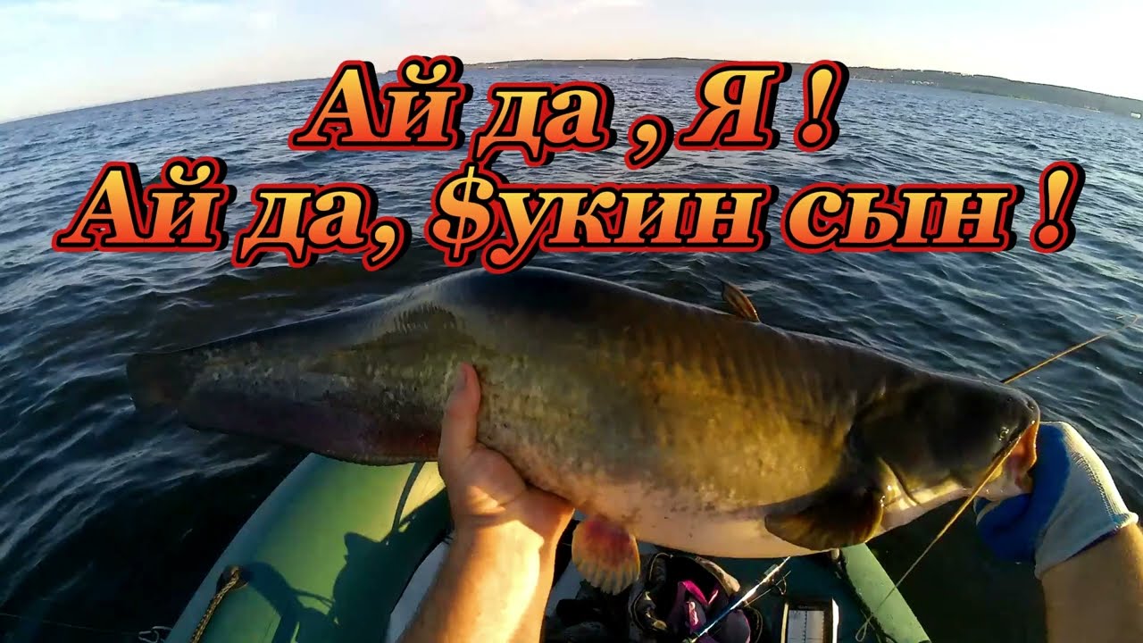 СОМ НА КВОК. ШЕСТЬ ШТУК ЗА ПЕРВЫЙ ДЕНЬ АВГУСТА...