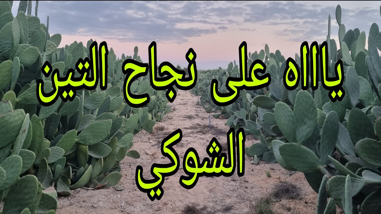 طرق رى التين الشوكى المختلفة من مكان لمكان آخر ونجاح مزارع التين الشوكى فى مصر