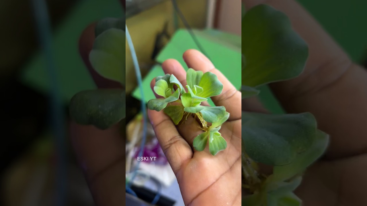 Water Lettuce | Aquarium Plant | ESKI YT