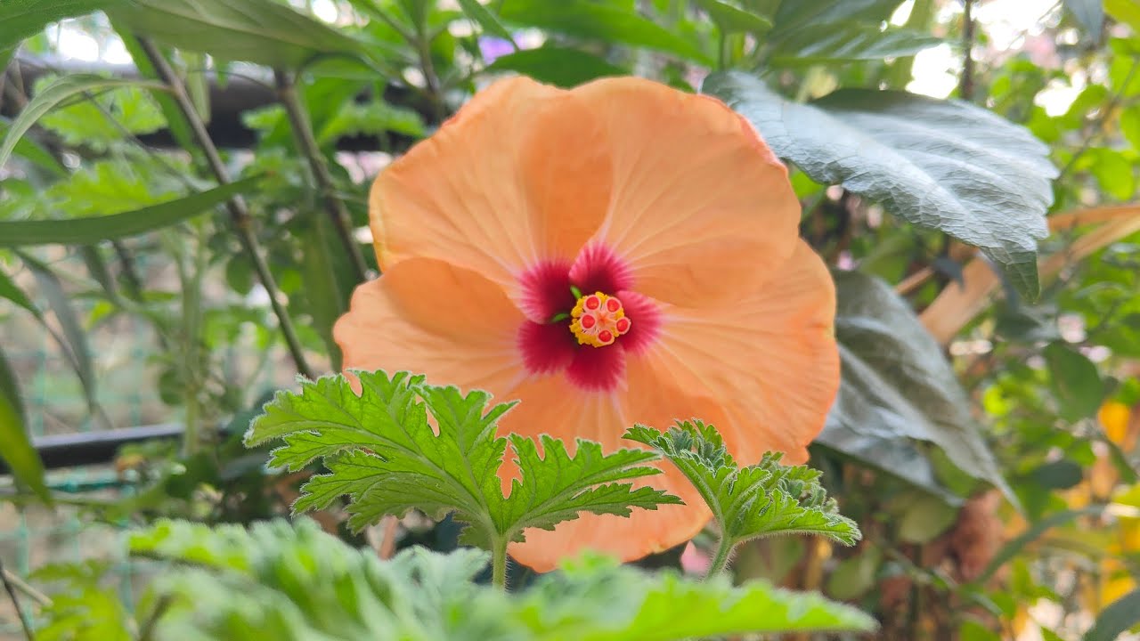 Garden View Good Morning by Flowers by Satya Live