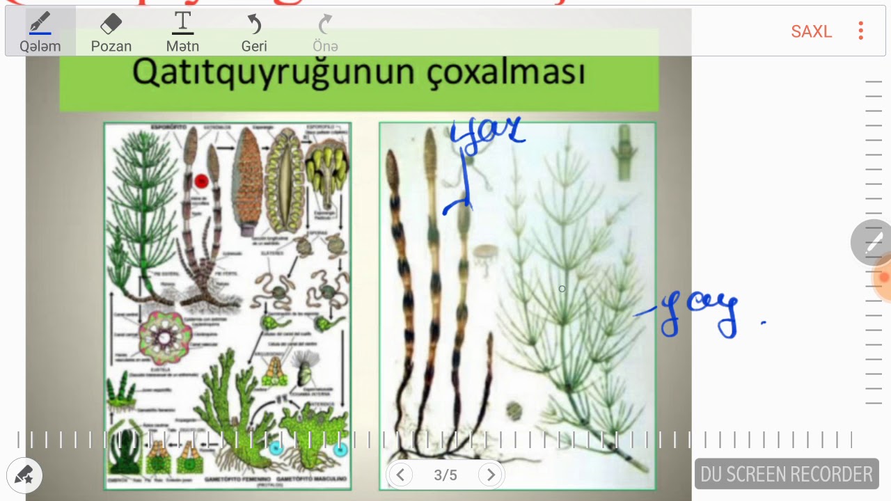 Qijikimiler, qatirquyrugukimiler, plaunlar sobesi