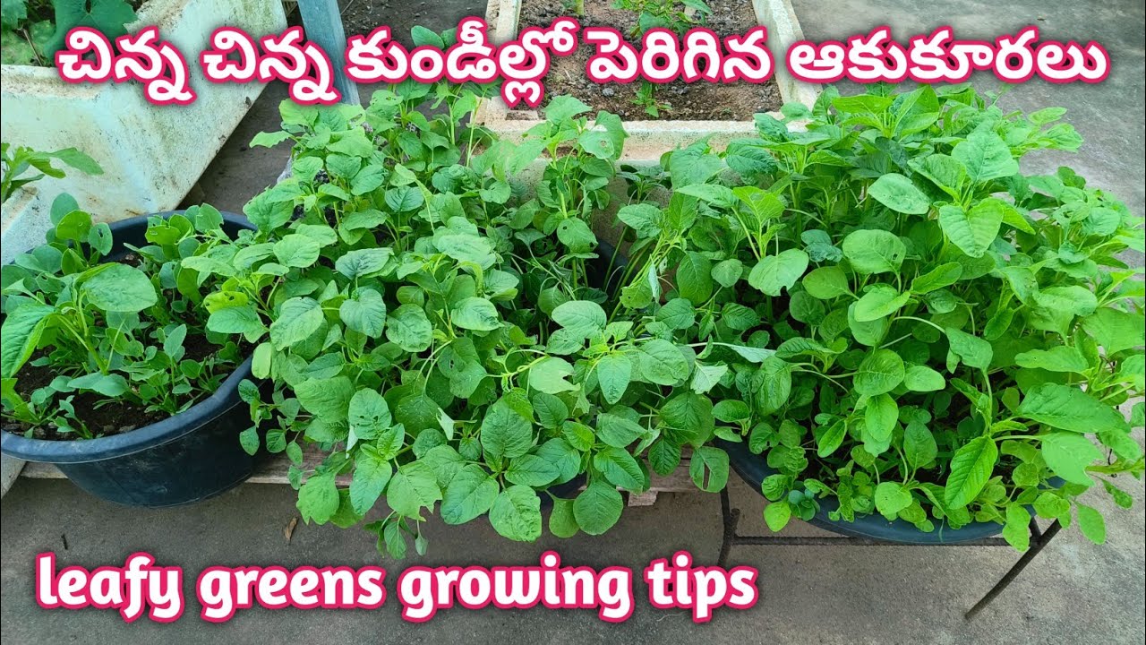 చిన్న చిన్న కుండీల్లో పెరిగిన ఆకుకూరలు |Leafy Vegetables growing tips @homemakerstrategy 