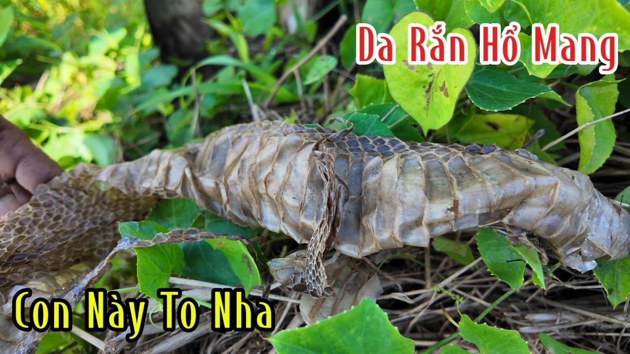 Chỗ Này Quá Nhiều Rắn Hổ Mang Có 1 Khu Mà Lột 3 Cái Da Ghê Thiệt | Mười Thương SB