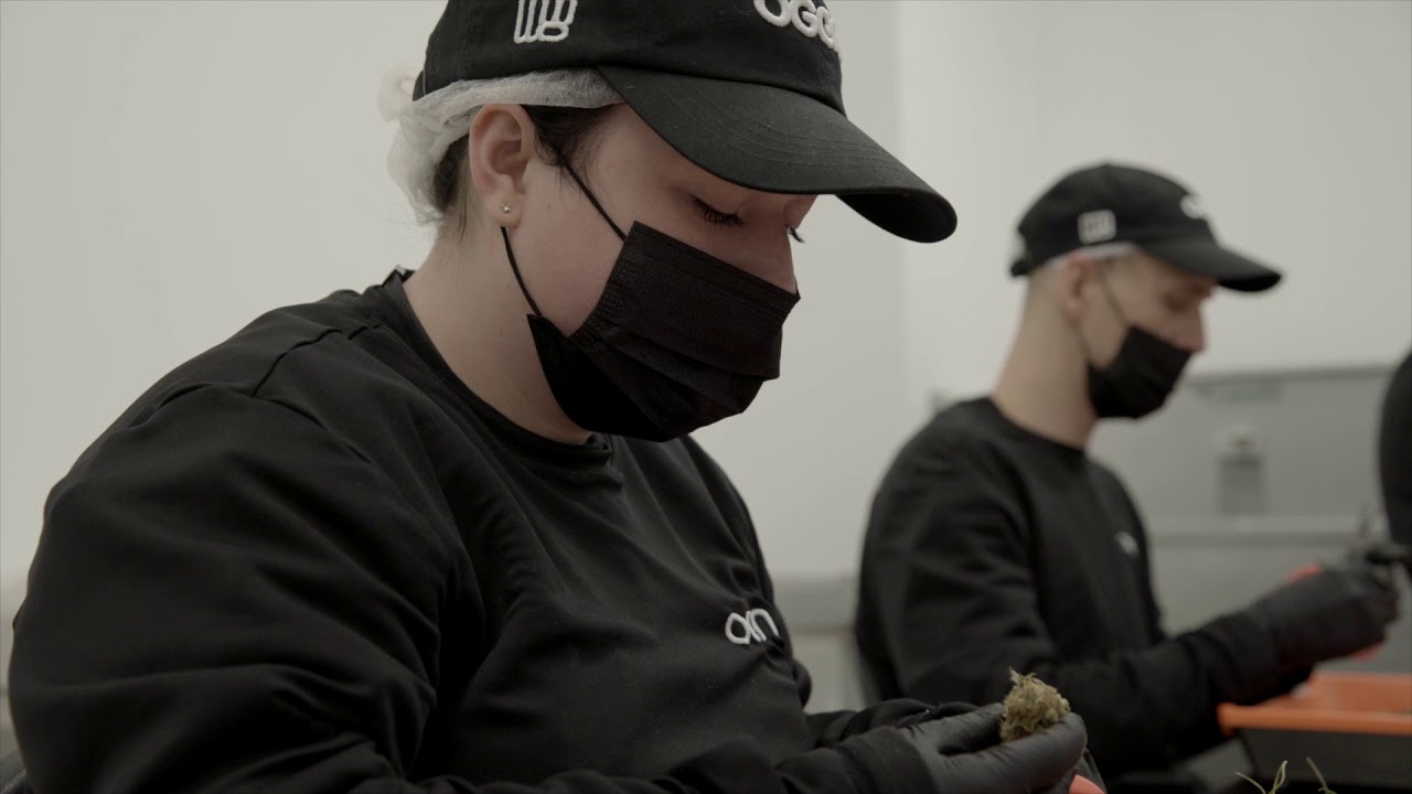 OGEN Tour 4: Drying, Trim and Packaging (19+ TO VIEW)