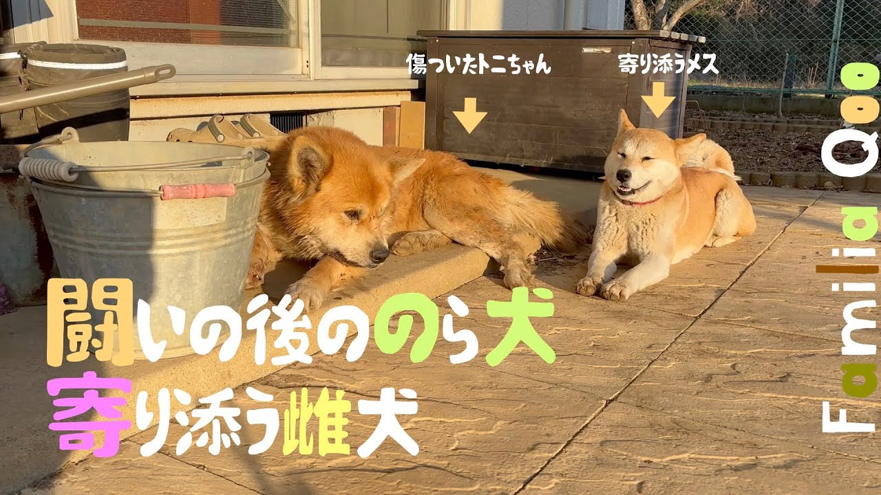 闘いの後ののら犬、寄り添う雌犬【M.ダックスと近所ののら犬】