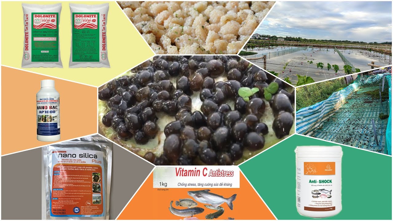 Chuyên cung cấp trứng ốc và thuốc đi mọi miền tổ quốc