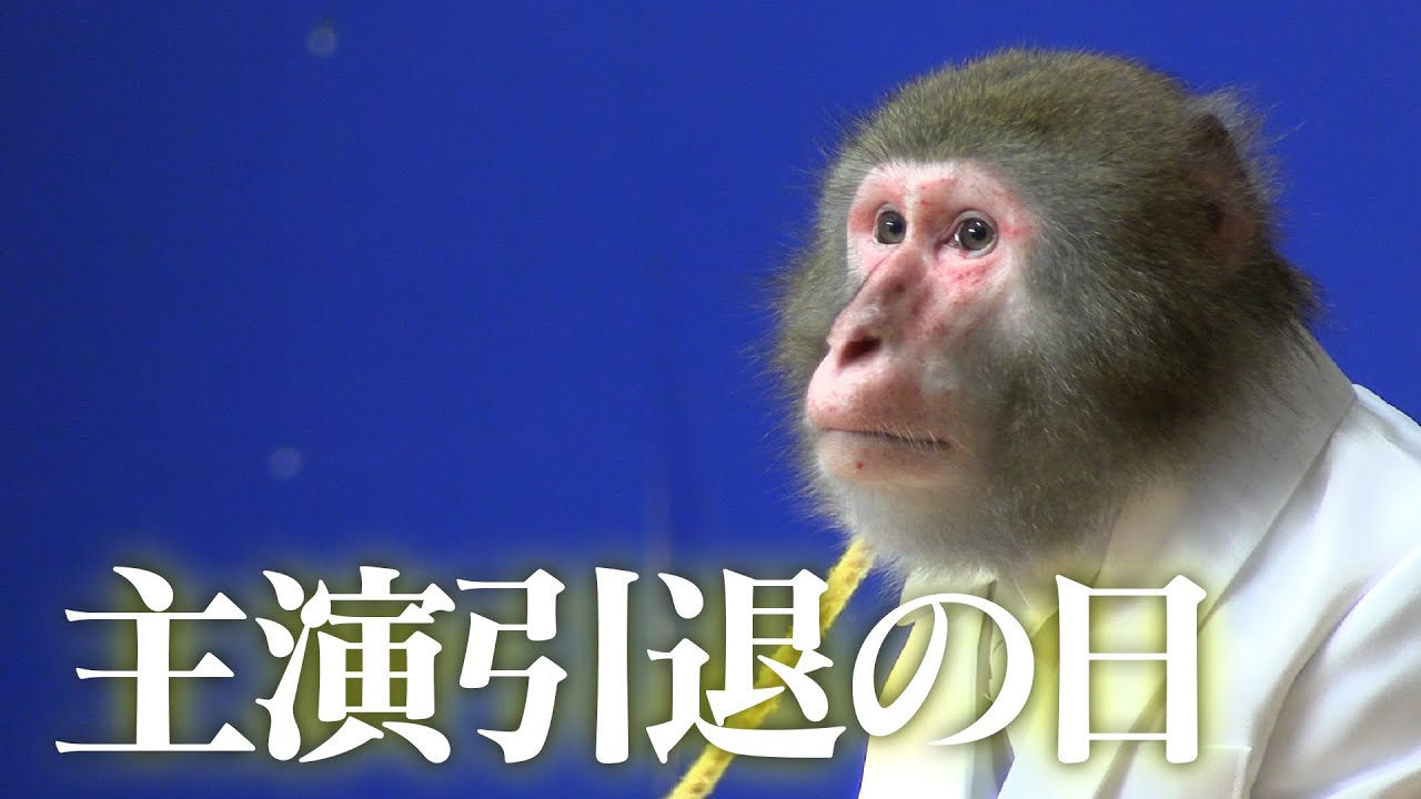 【主演引退の日】世界一可愛いニホンザルが持つ、もうひとつの「世界一」の顔。【泣いてねぇし】