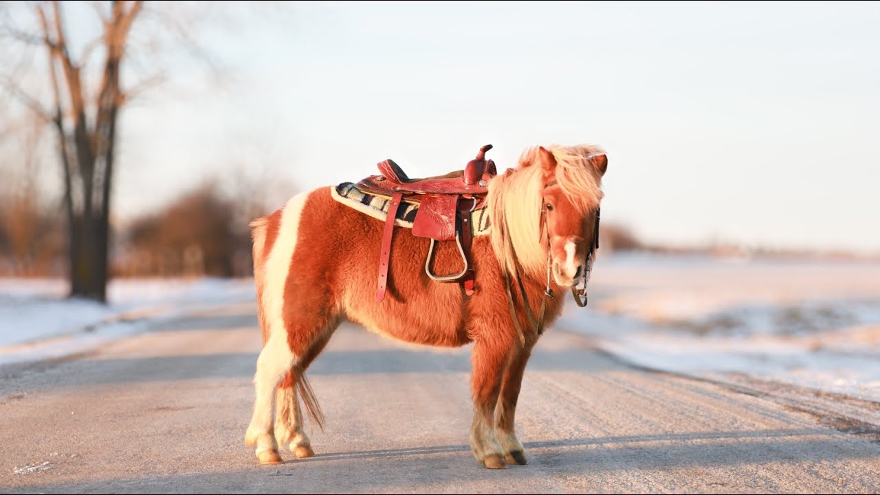 Raina  Consigned to Boone County Draft Horse and Mule sale March 12, 2026 Lot#311