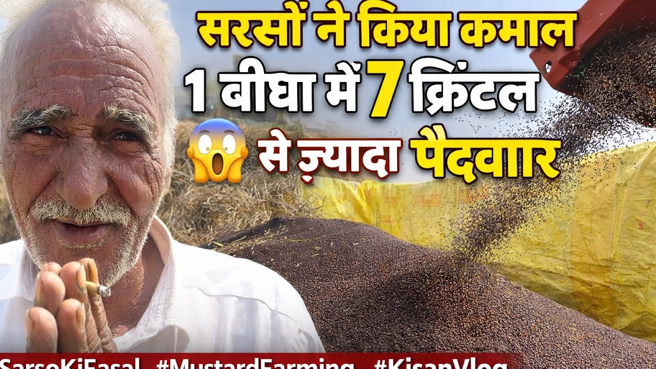 सरसों ने किया कमाल 😲 1 बीघा में 7 क्विंटल से ज़्यादा पैदावार #SarsoKiFasal#MustardFarming#KisanVlog 