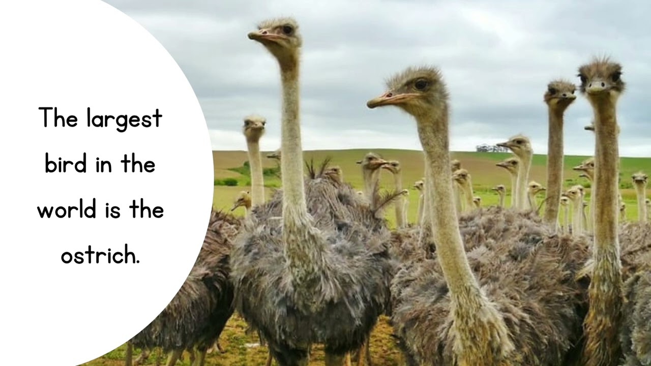 EVS -Geography- All about birds- facts about the birds for kids to learn and know about the birds.