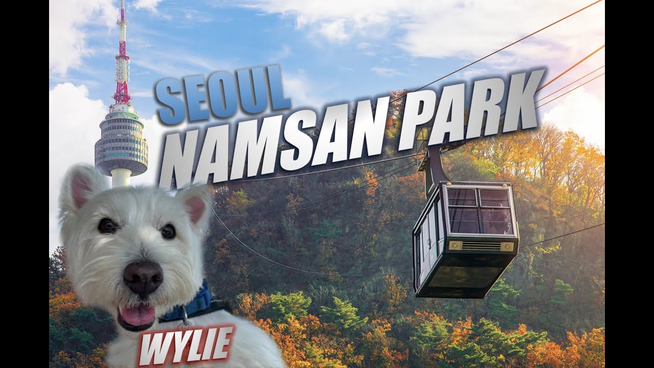 HIKING IN KOREA | NAMSAN easy route with cute Westie DOG
