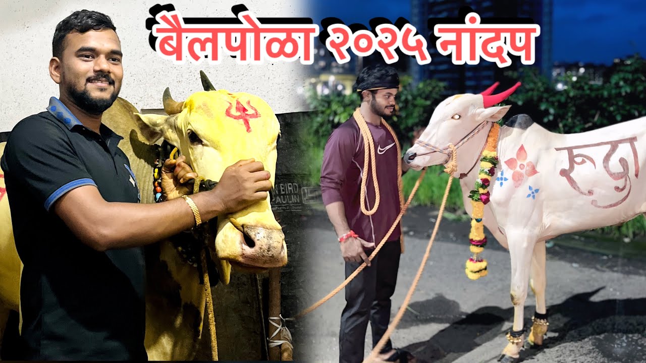 #बैलपोळा Bail pola Best video 2025 | बैल पोळा सजावट 2025 | शेतकऱ्यांचा मानाचा सण / सोहळा परंपरेचा 