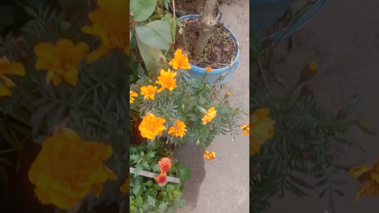 ছাদ বাগানের লেবু গাছের যত্ন ও পরিচর্যা।