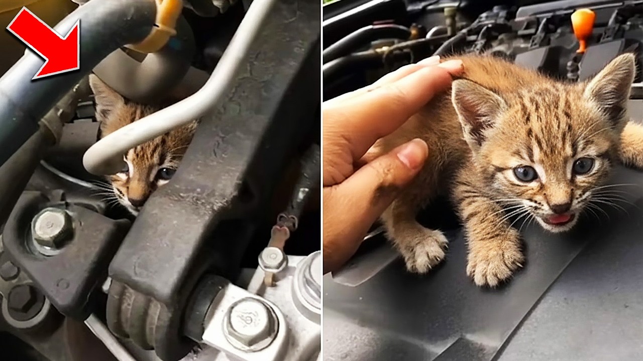 Driver Traveled for Hours until He Discovered Bobcat Kittens in the Engine—See How Far They Rode!