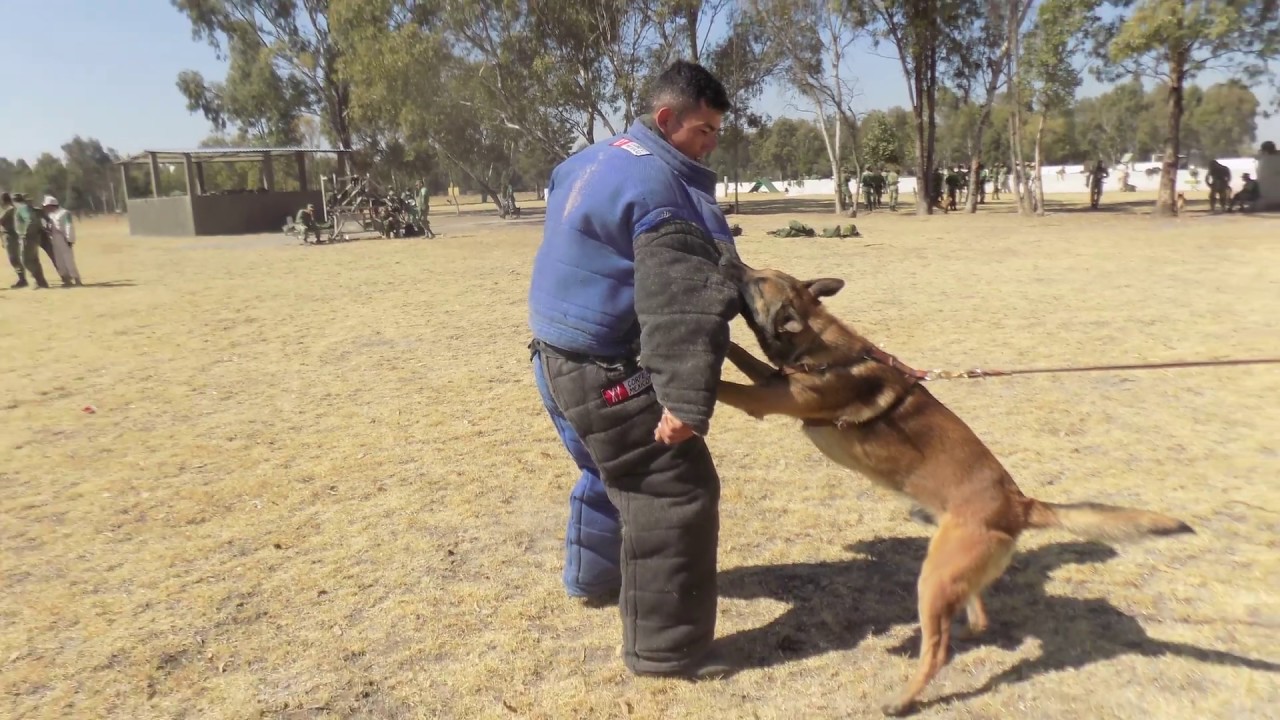 Centro de Producción Canina (San Miguel de los Jagüeyes, Campo Militar No. 37-C, Méx.)