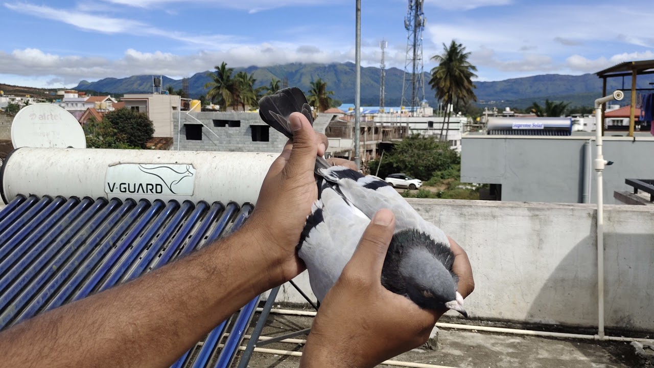 Racing Homer Pigeon. Belgium imported line.