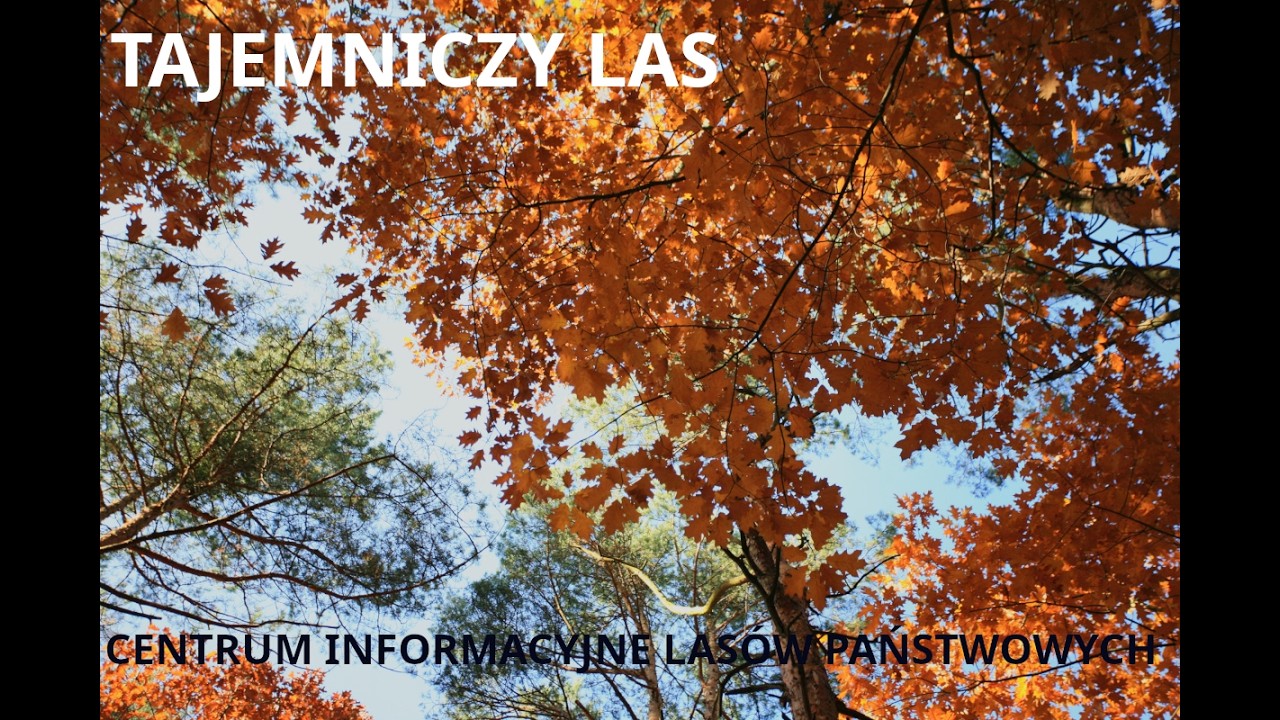 Tajemniczy las - Centrum Informacyjne Lasów Państwowych - Rozdział II