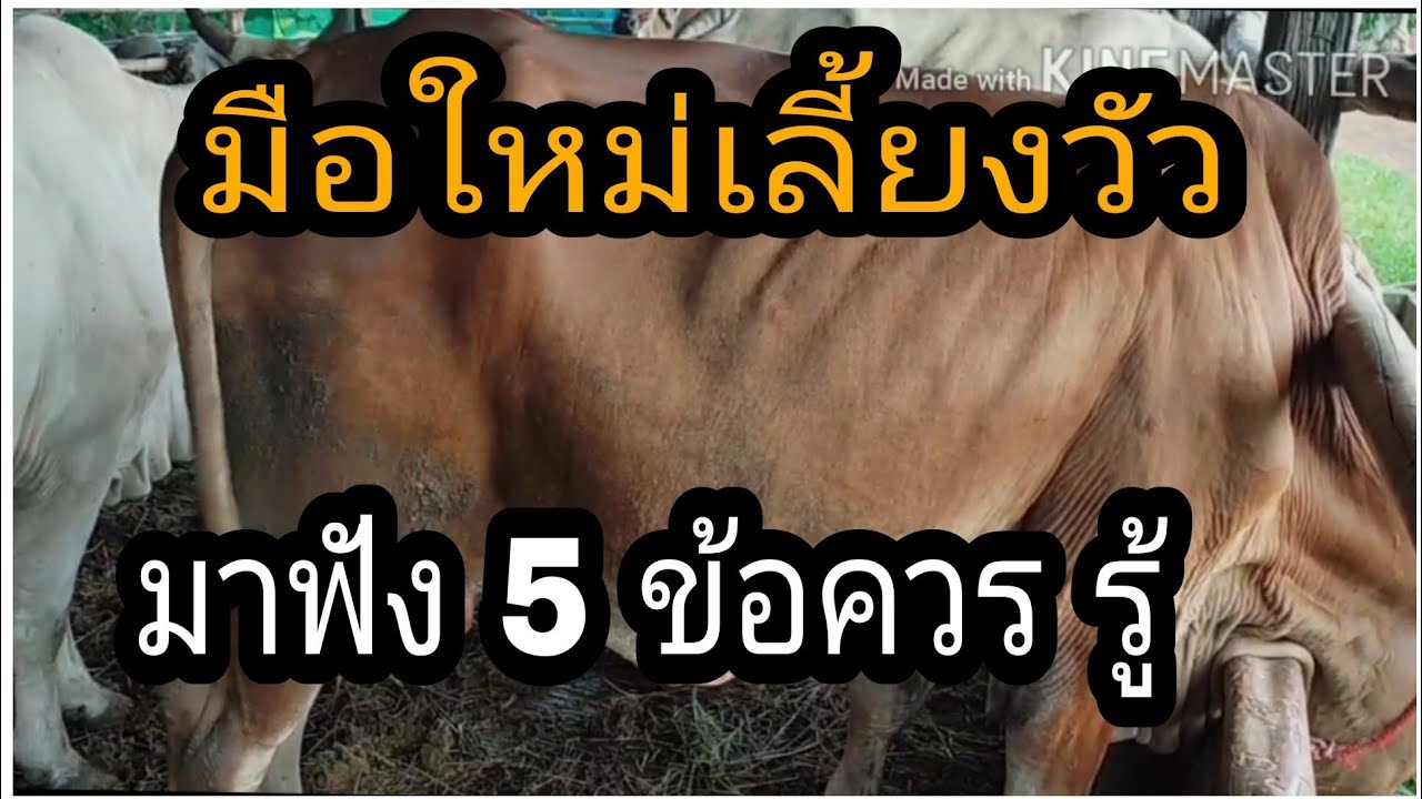 มือใหม่เลี้ยงวัวมาฟัง 5ข้อควรรู้