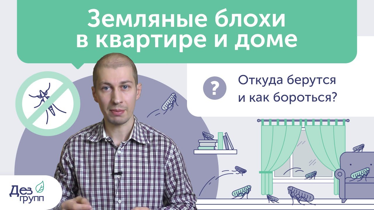 Как вывести блох? | Земляные блохи и постельные блохи | Обработка от блох