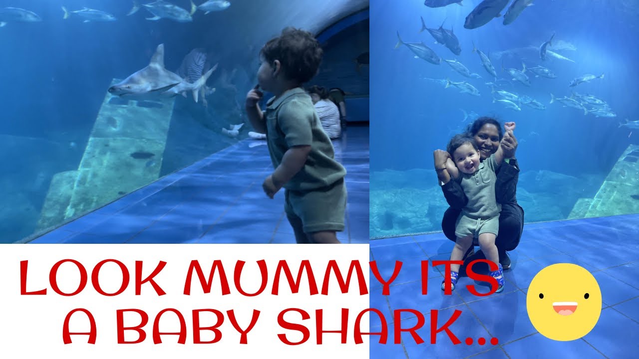Theo’s First visit to National Marine Aquarium || Plymouth UK  ||2022