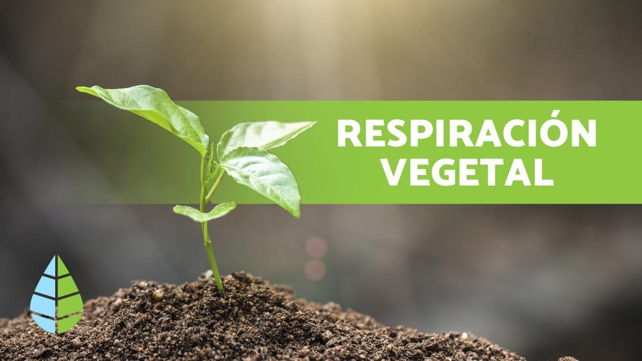 ¿Por dónde y cómo RESPIRAN las PLANTAS?🌱