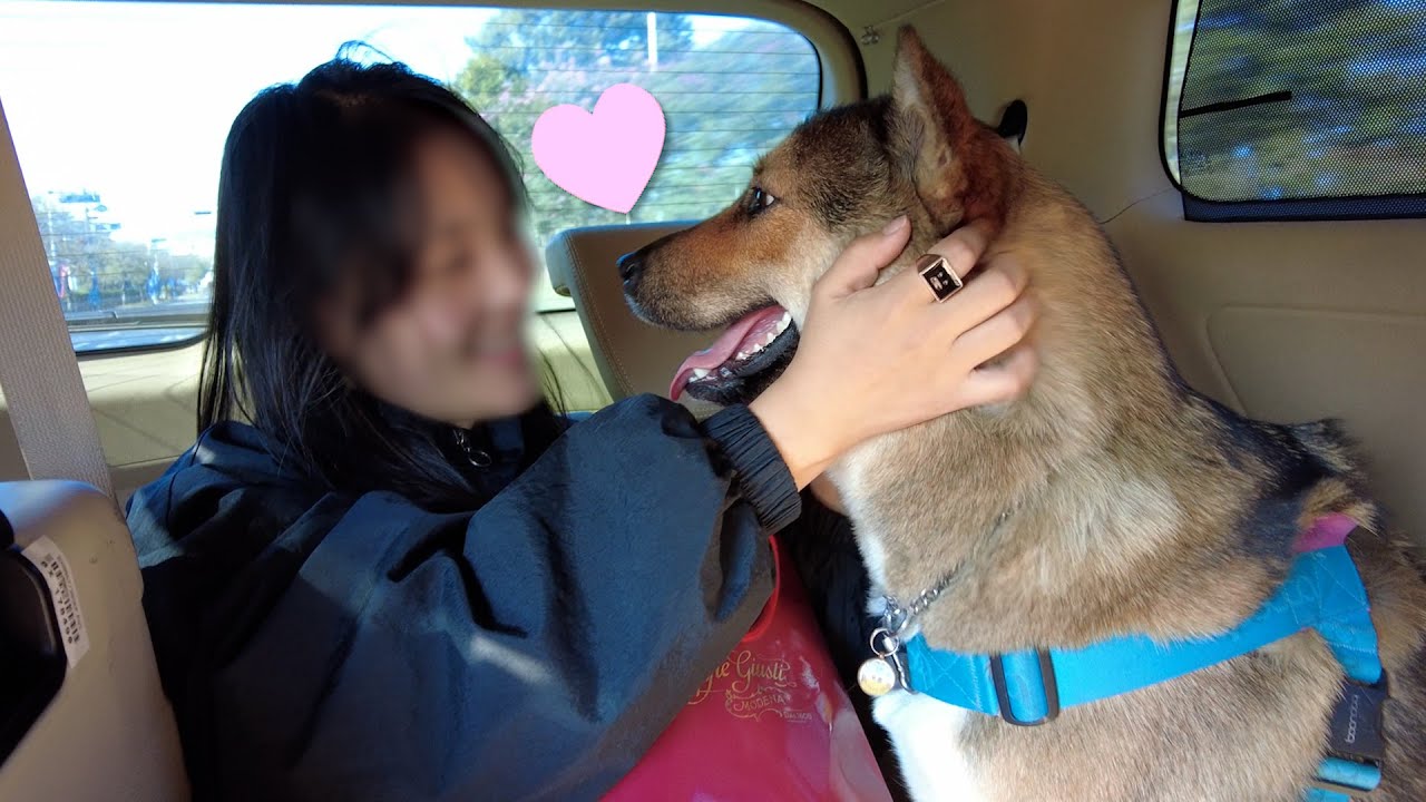 웃으며 보다보면 가슴이 먹먹해지는 영상 ㅣ 진돗개