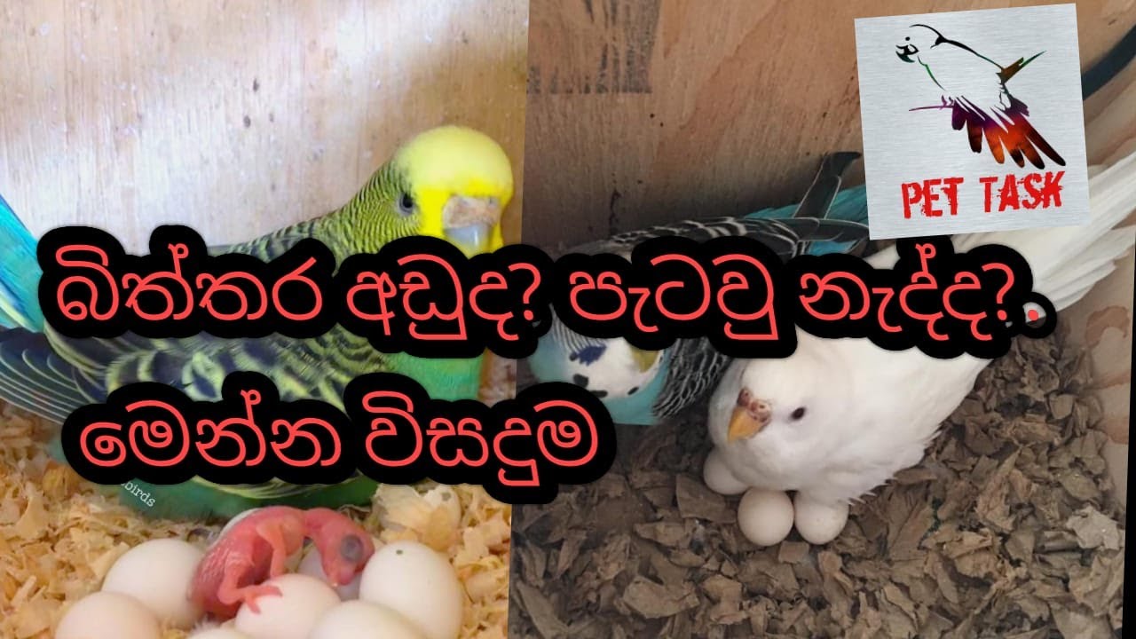 Love Bird Eggs.බිත්තර අඩුද? පැටවු නැත්නම් මෙන්න විසදුම.